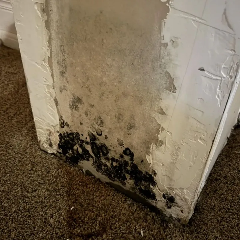 Professional Mold Removal in Pulaski, TN
